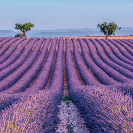 Falinaptár képes lemeznaptár 300x300mm, Provence Realsystem 2024.