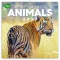 Falinaptár képes lemeznaptár 300x300mm, Animals of the Forest Realsystem 2024.