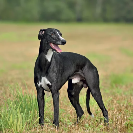 Falinaptár képes lemeznaptár 300x300mm, Dogs Realsystem 2024.