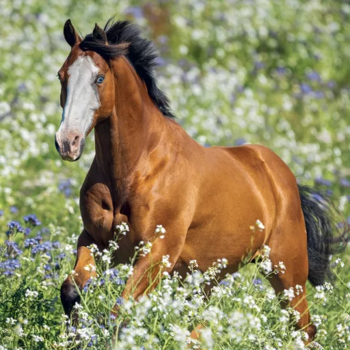 Falinaptár képes lemeznaptár 300x300mm, Horses – Christiane Slawik Realsystem 2024.