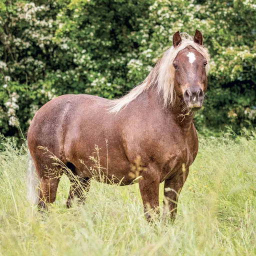 Falinaptár képes lemeznaptár 300x300mm, Horses – Christiane Slawik Realsystem 2024.