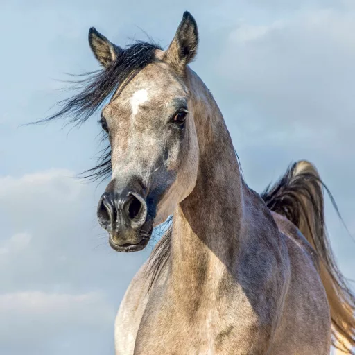 Falinaptár képes lemeznaptár 300x300mm, Horses – Christiane Slawik Realsystem 2024.