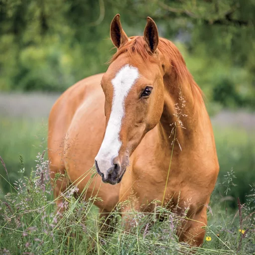 Falinaptár képes lemeznaptár 300x300mm, Horses – Christiane Slawik Realsystem 2024.