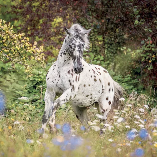 Falinaptár képes lemeznaptár 300x300mm, Horses – Christiane Slawik Realsystem 2024.