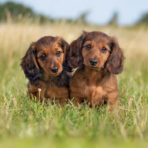 Falinaptár képes lemeznaptár 300x300mm, Puppies Realsystem 2026.
