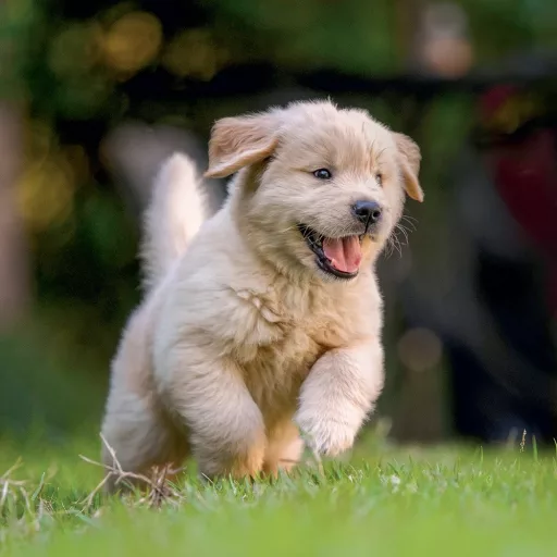 Falinaptár képes lemeznaptár 300x300mm, Puppies Realsystem 2026.