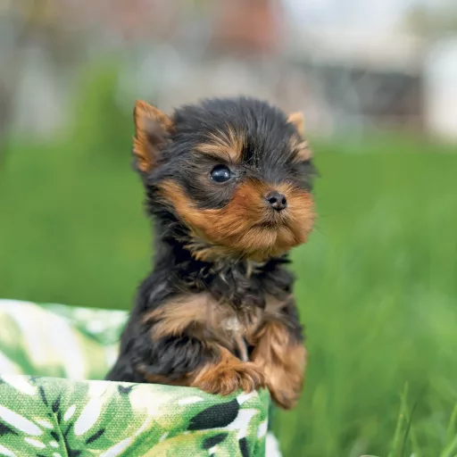 Falinaptár képes lemeznaptár 300x300mm, Puppies Realsystem 2026.